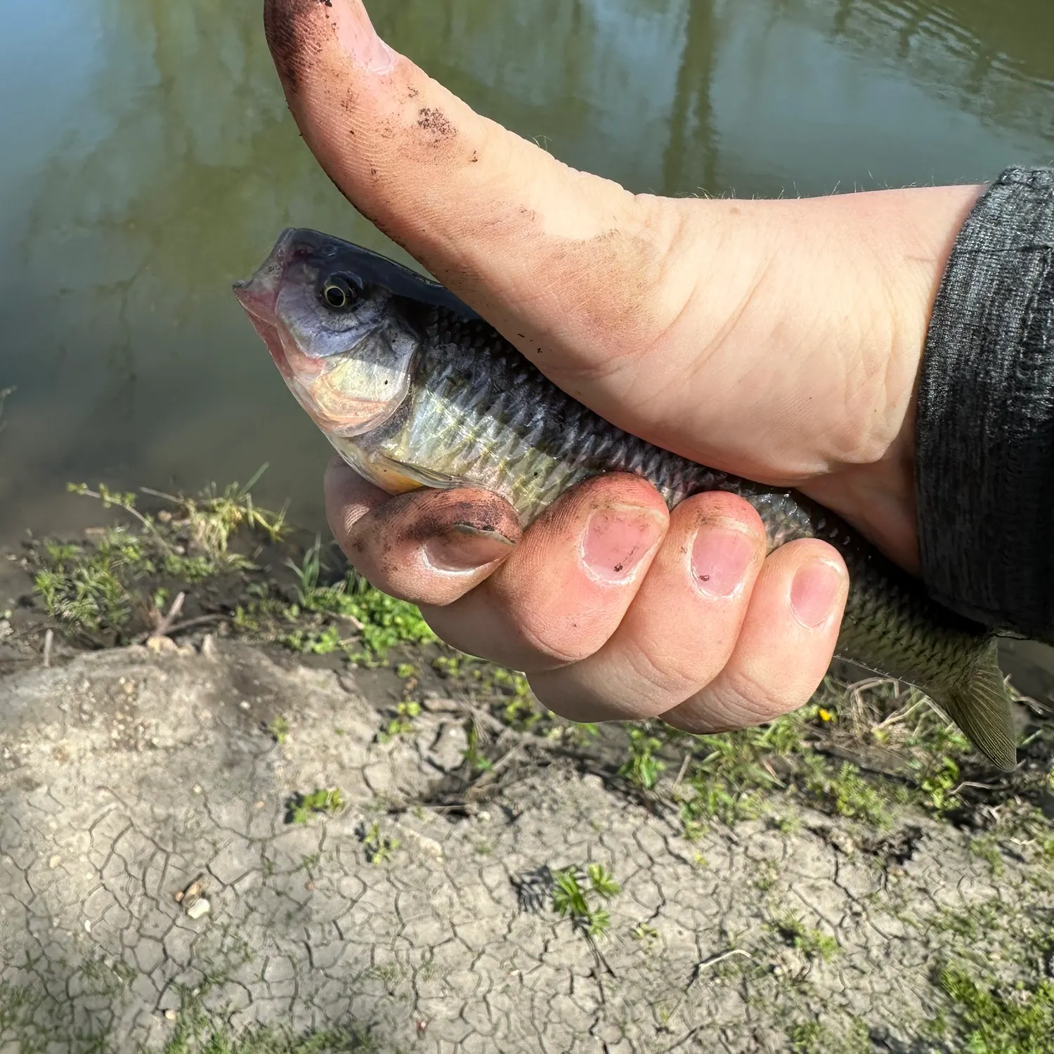 The most recent Striped shiner catches on Fishbrain