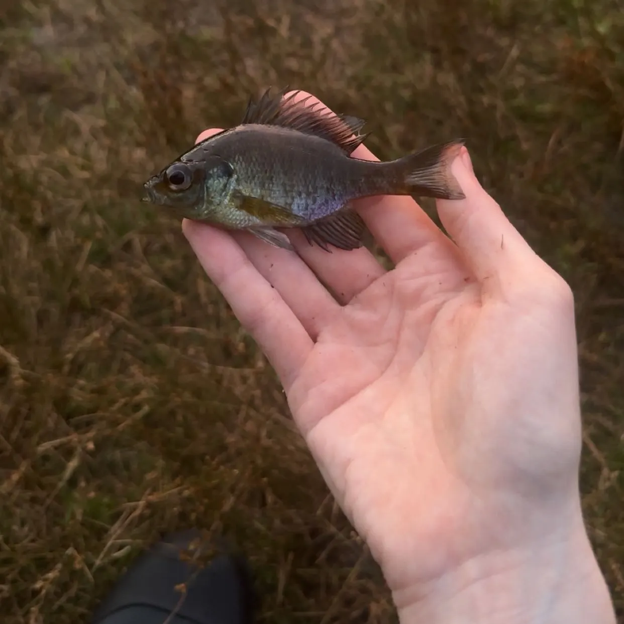 Bluegill caught on Fishbrain