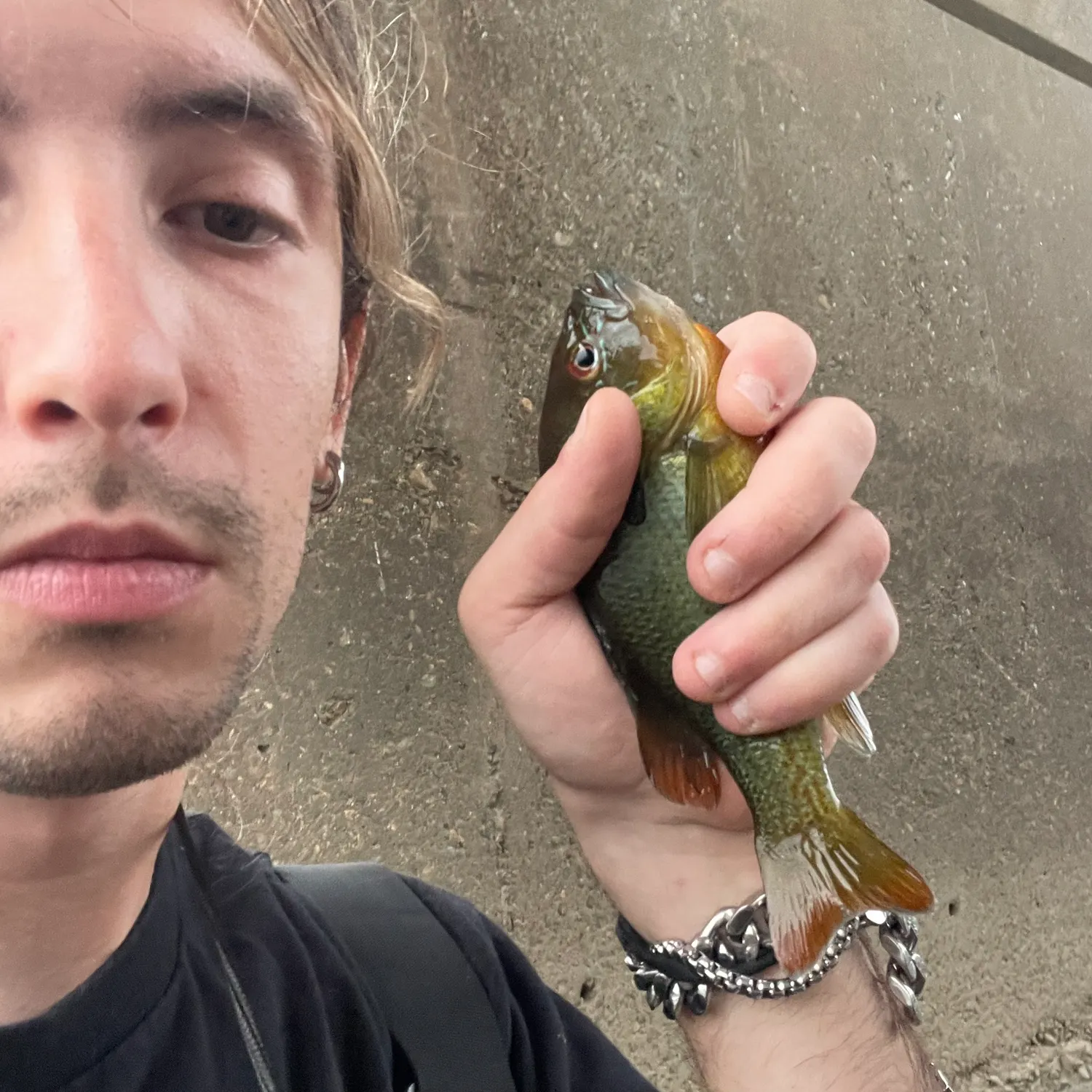 Redbreast sunfish caught on Fishbrain