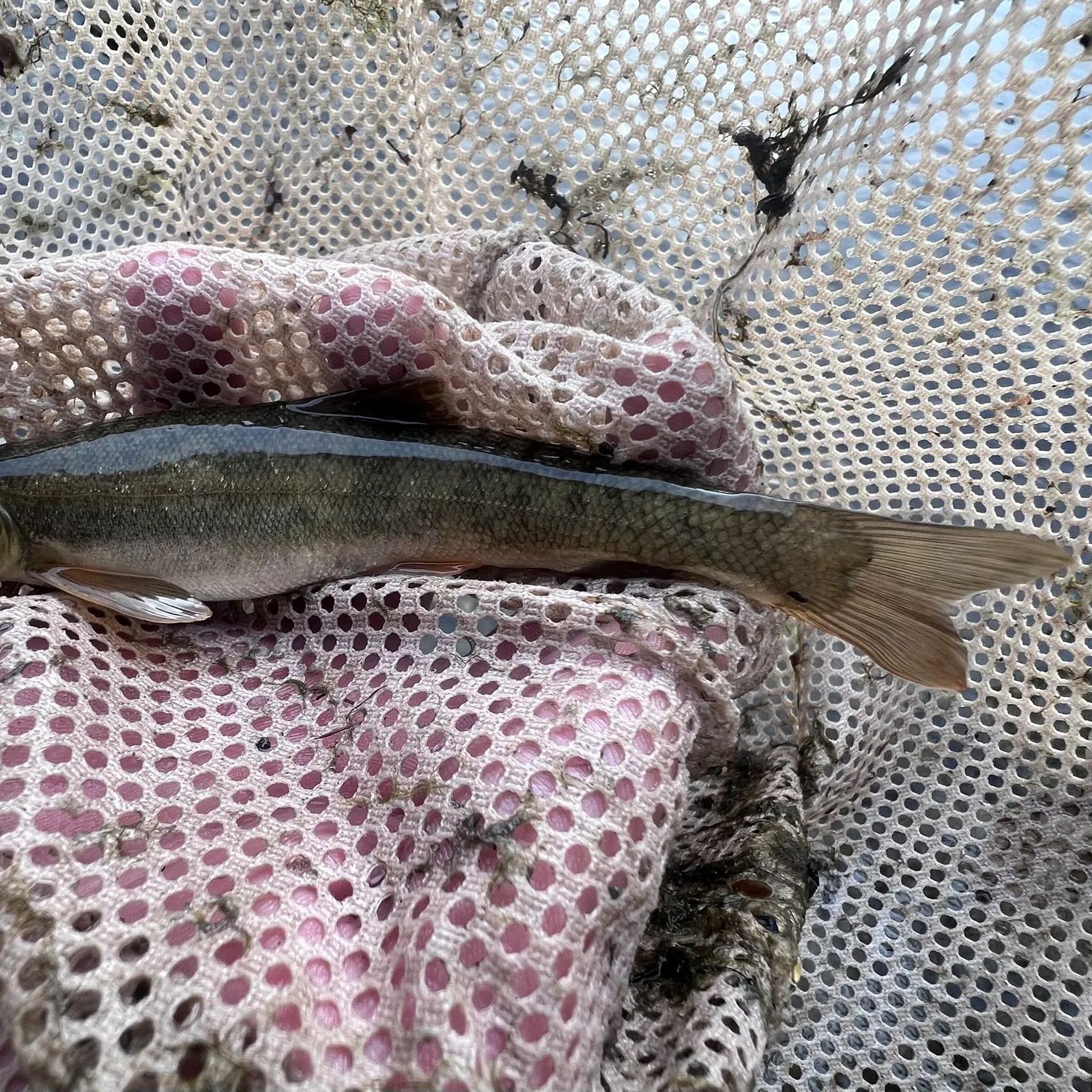 The most recent Mountain sucker catches on Fishbrain