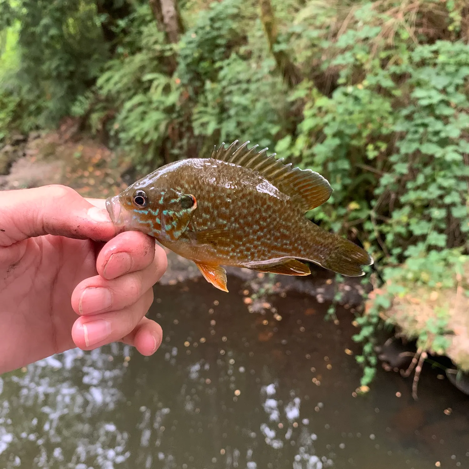 Greengill hybrid caught on Fishbrain