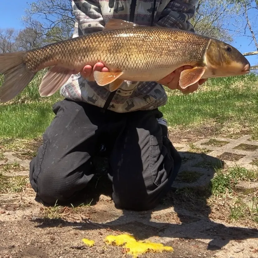 The most recent White sucker catches on Fishbrain