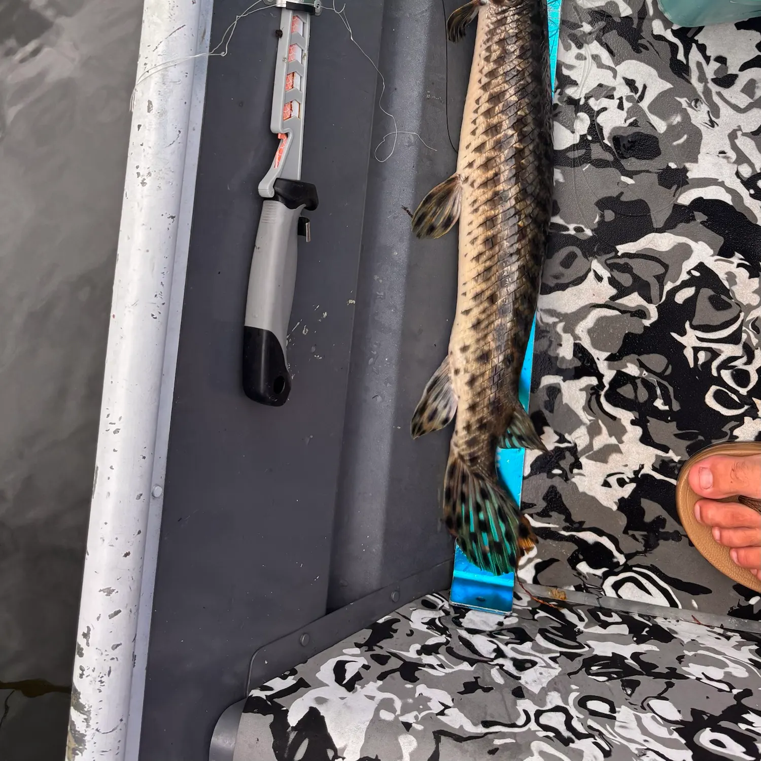 Spotted gar caught on Fishbrain