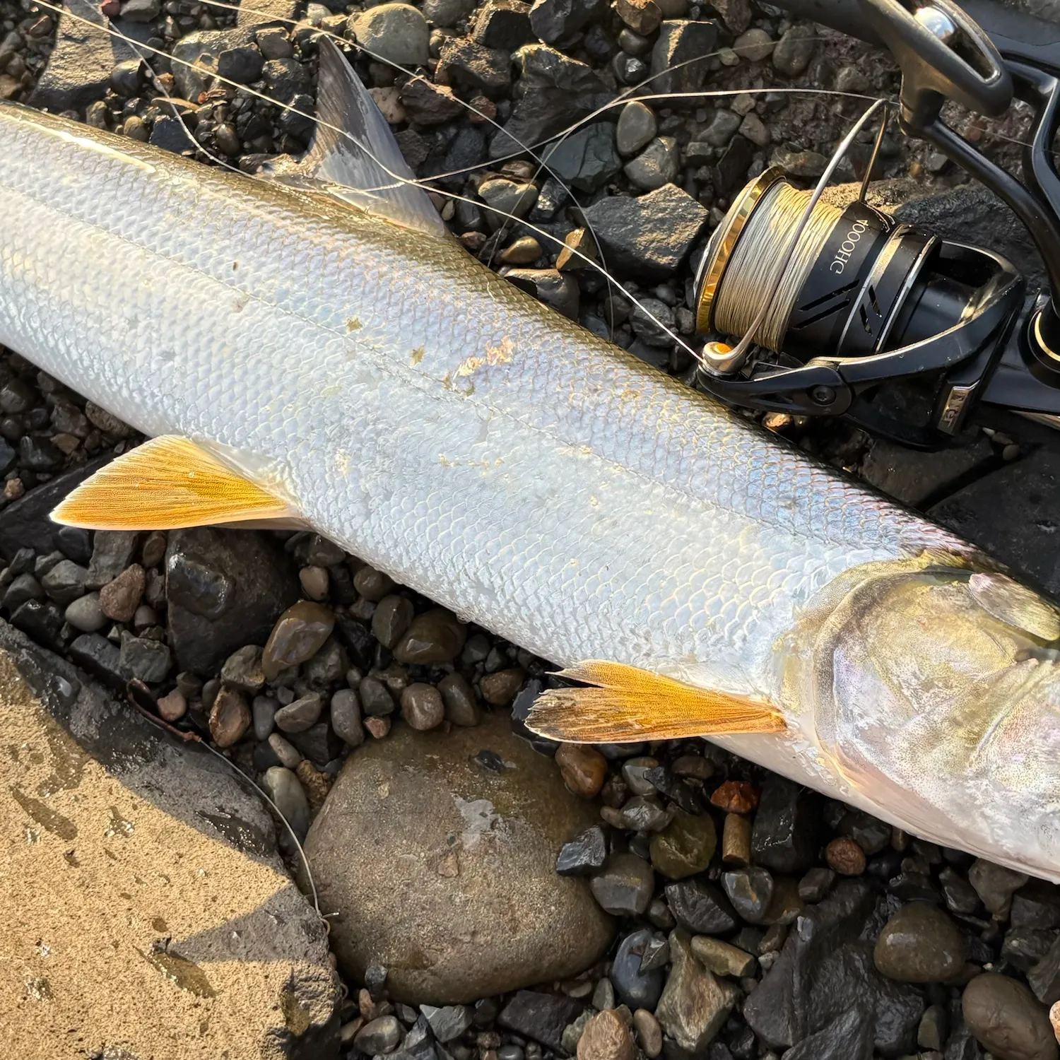 The most recent Hawaiian ladyfish catches on Fishbrain