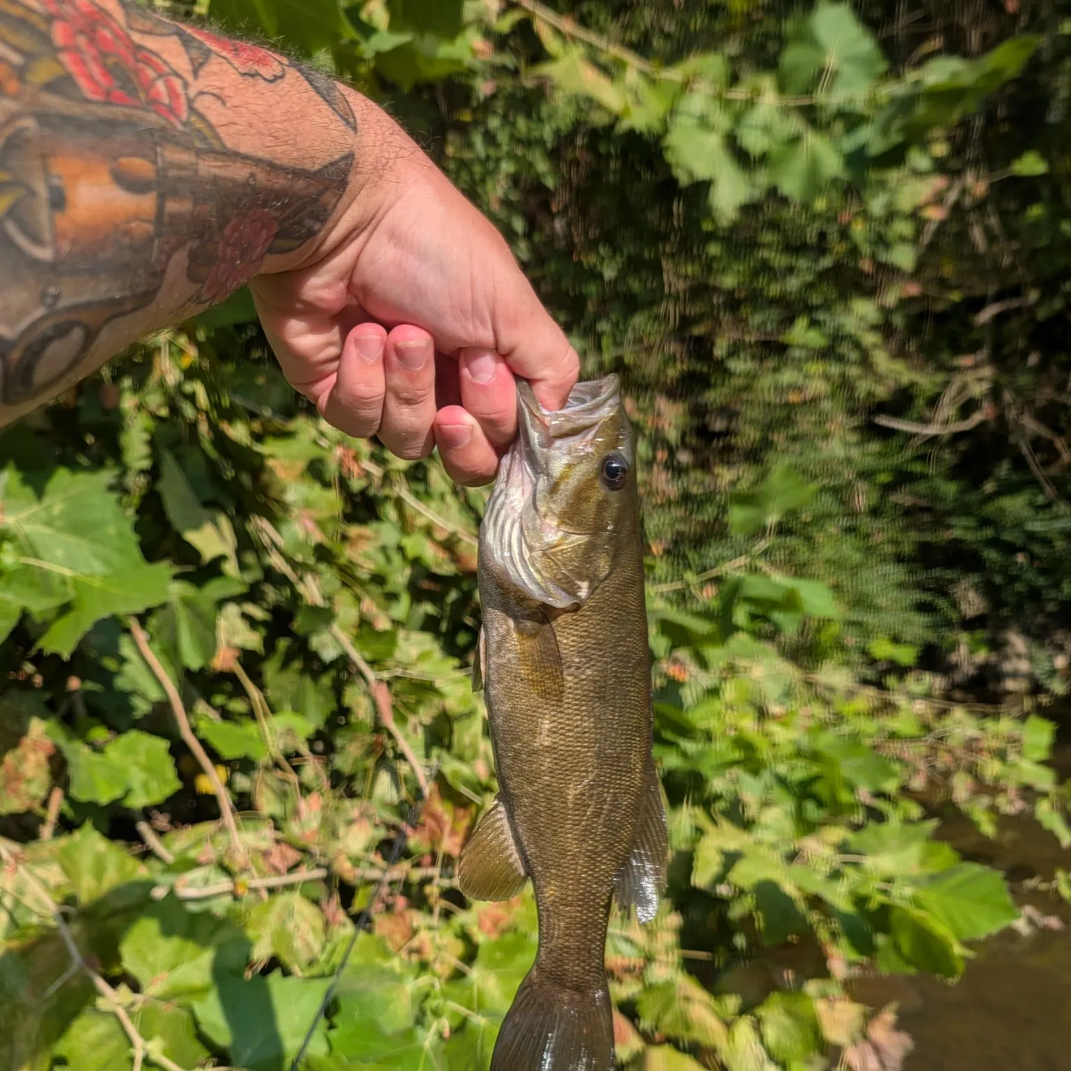 Smallmouth bass caught on Fishbrain