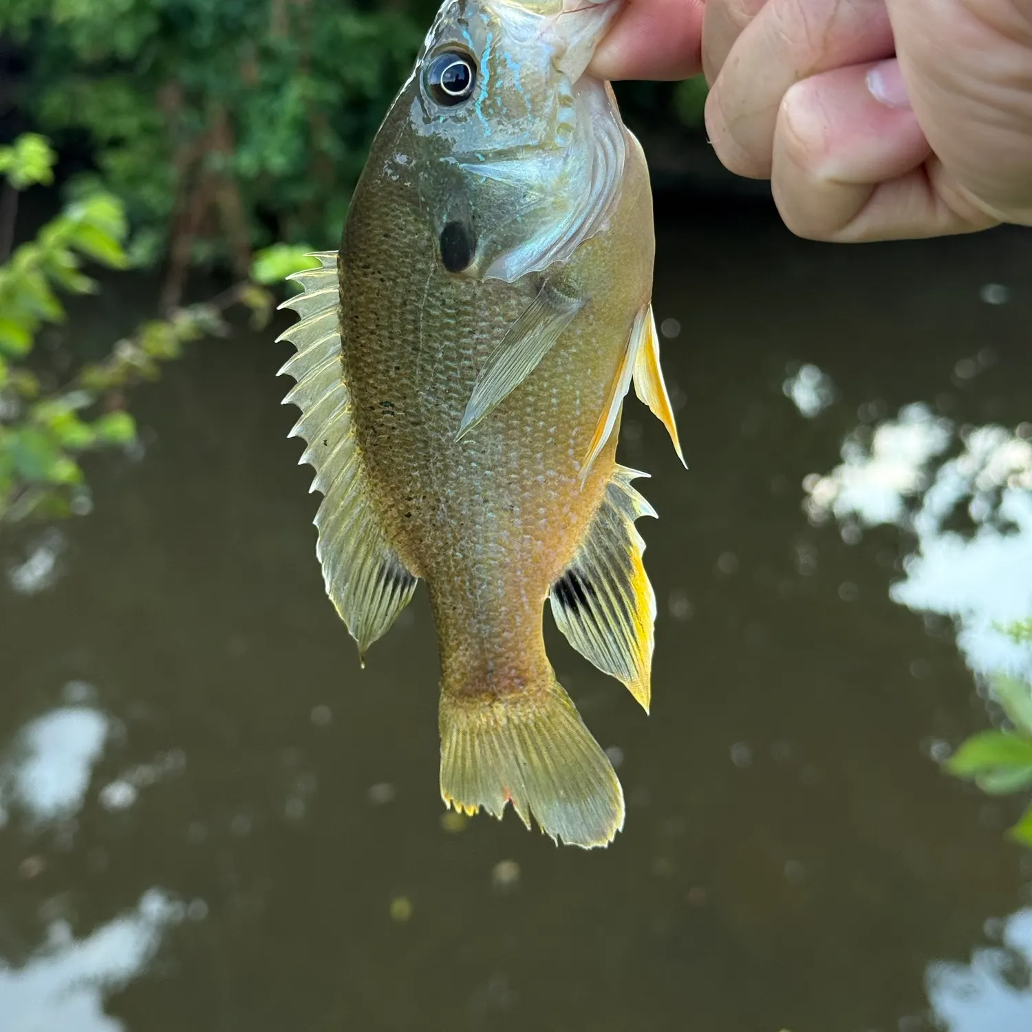 Green sunfish caught on Fishbrain
