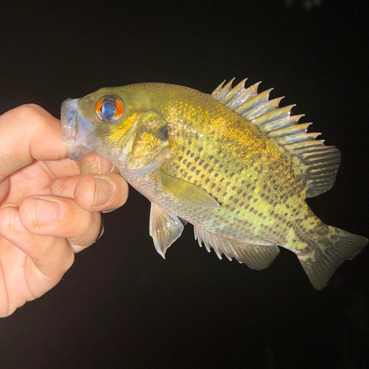 Rock bass caught on Fishbrain
