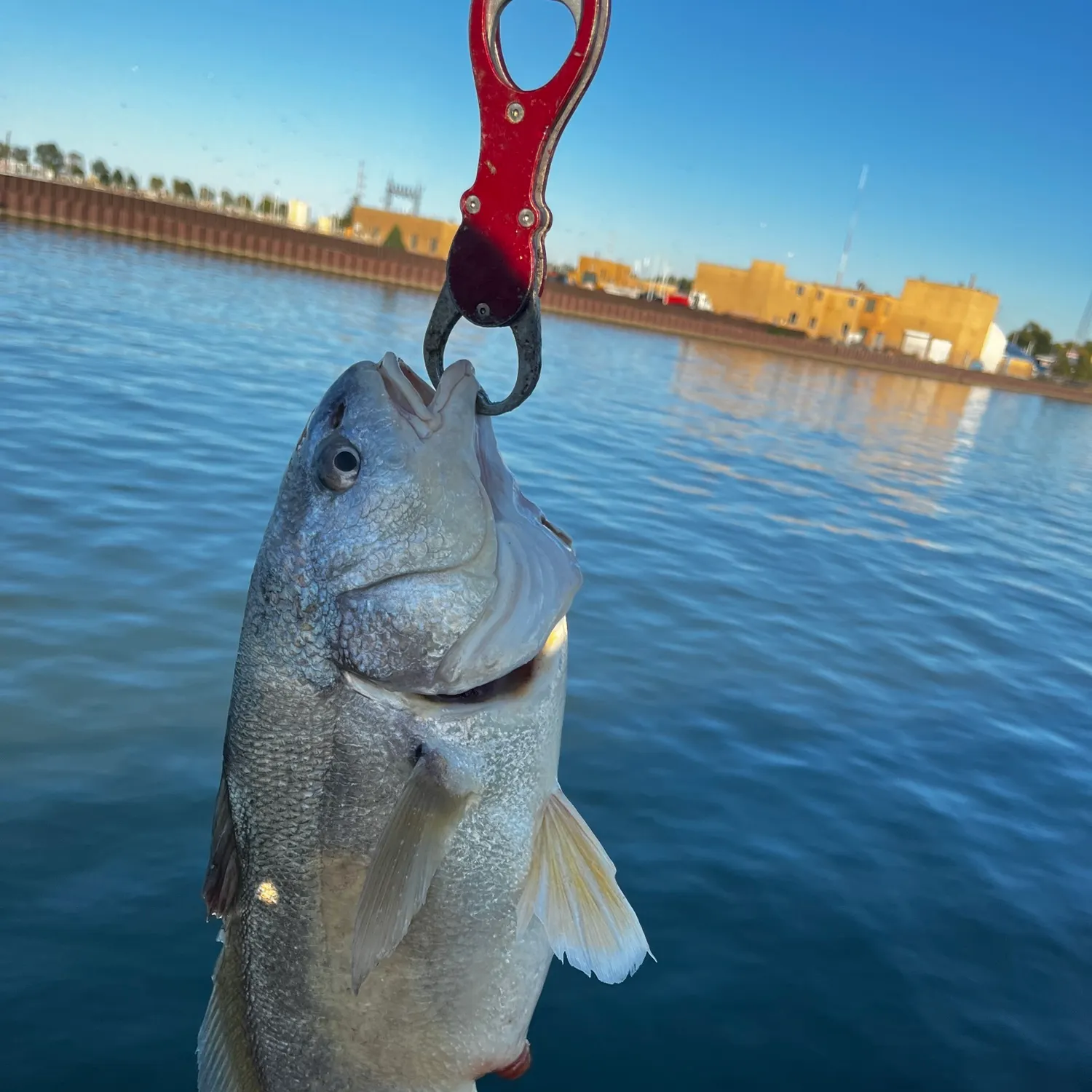 Fish caught on Fishbrain