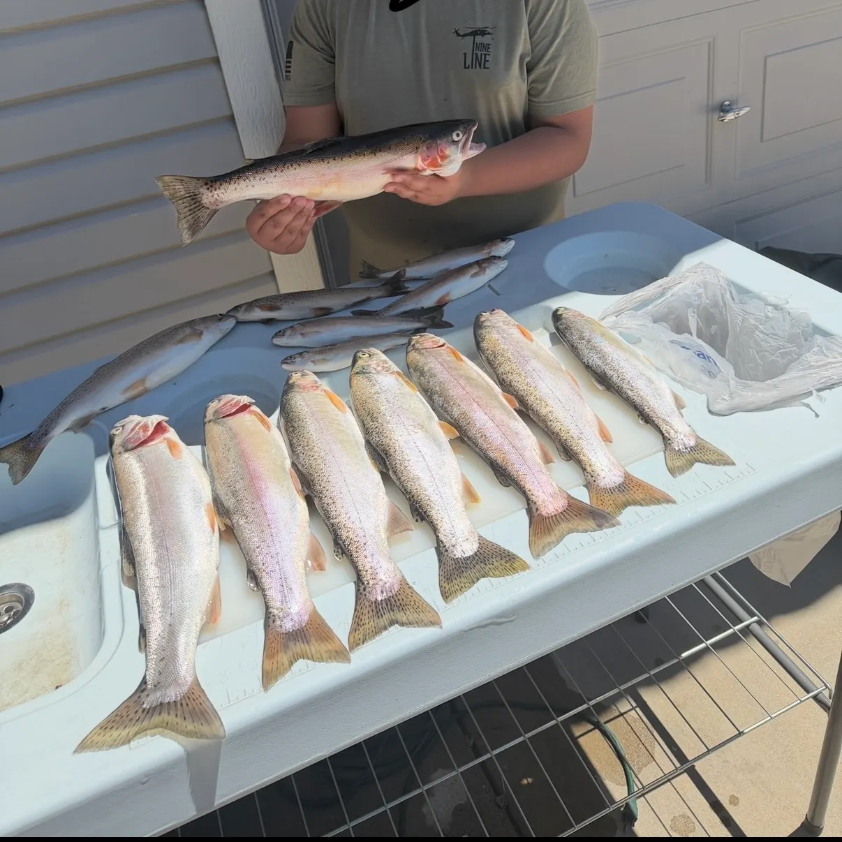 Rainbow trout caught on Fishbrain