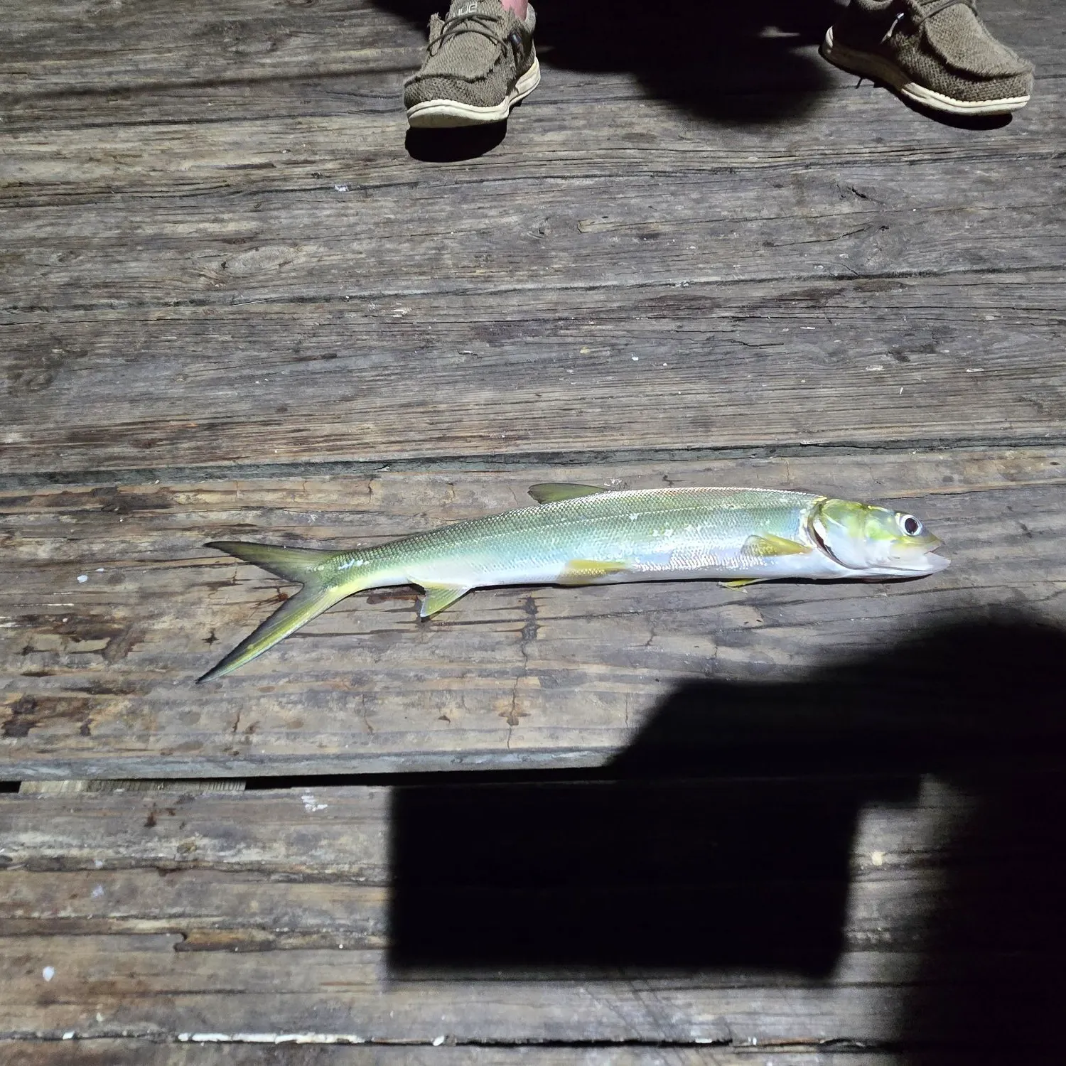 Ladyfish caught on Fishbrain