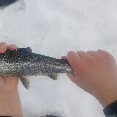 The most recent Landlocked atlantic salmon catches on Fishbrain
