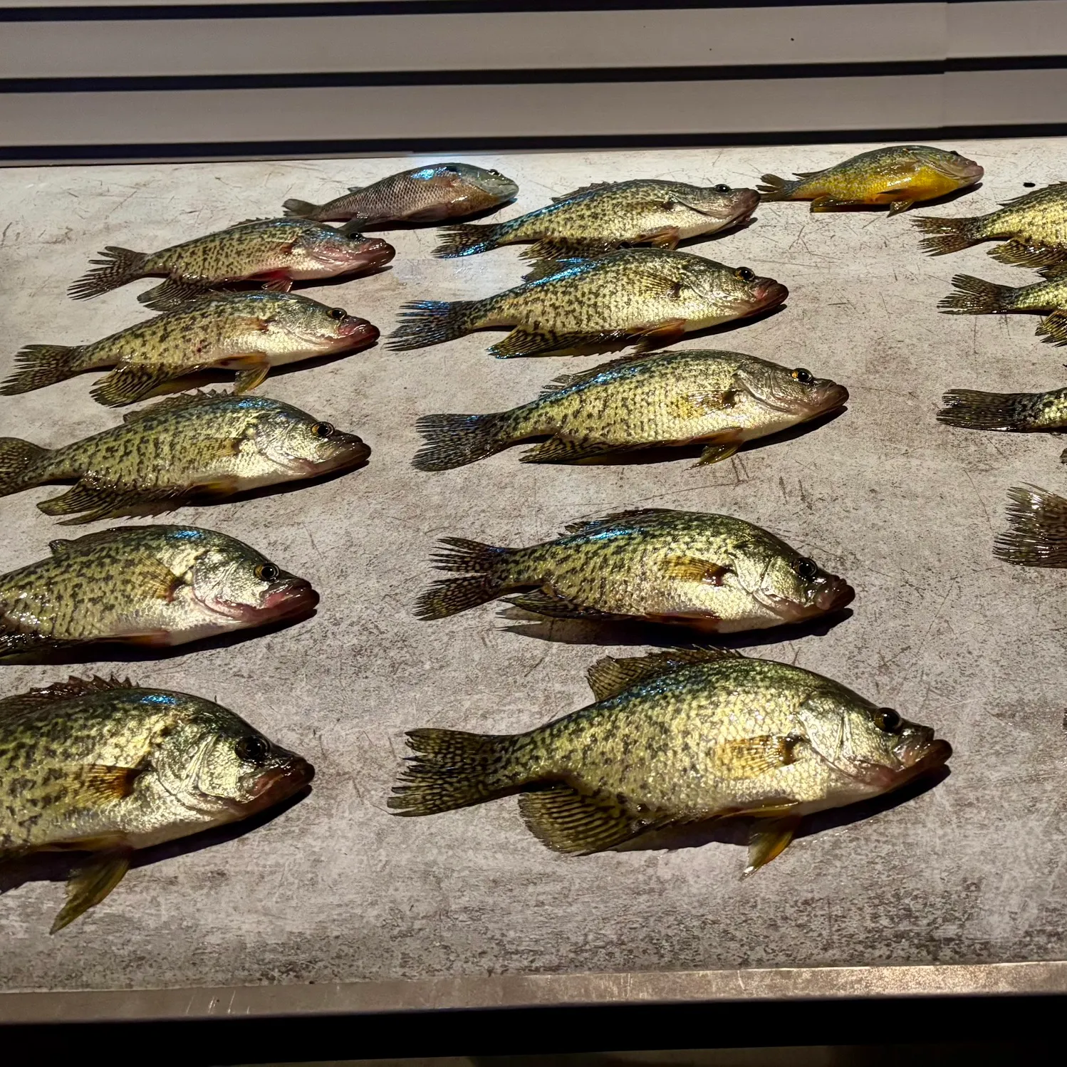 recently logged catches