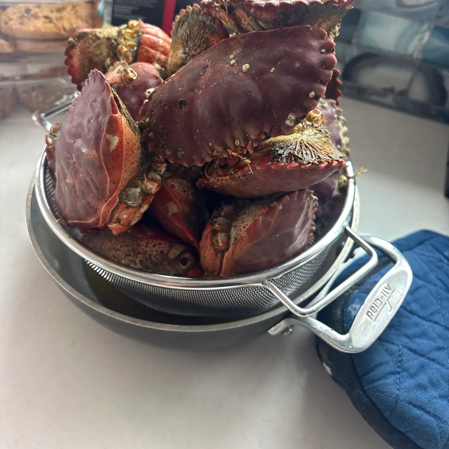 The most recent Graceful rock crab catches on Fishbrain