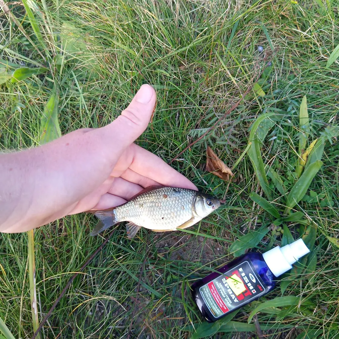 Crucian carp caught on Fishbrain
