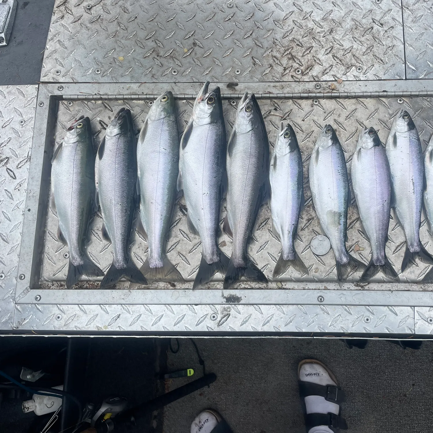 recently logged catches