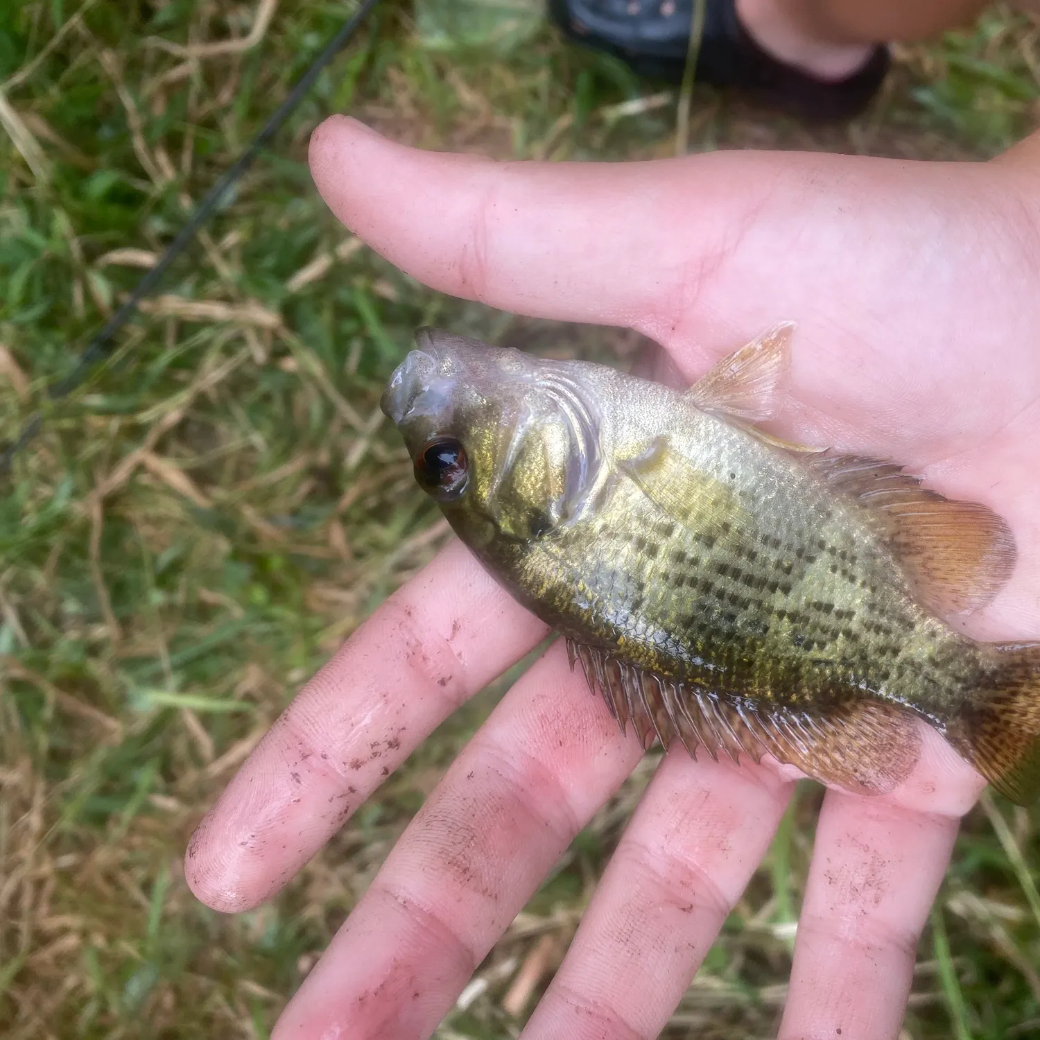 Rock bass caught on Fishbrain