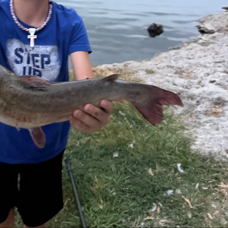 Channel catfish caught on Fishbrain