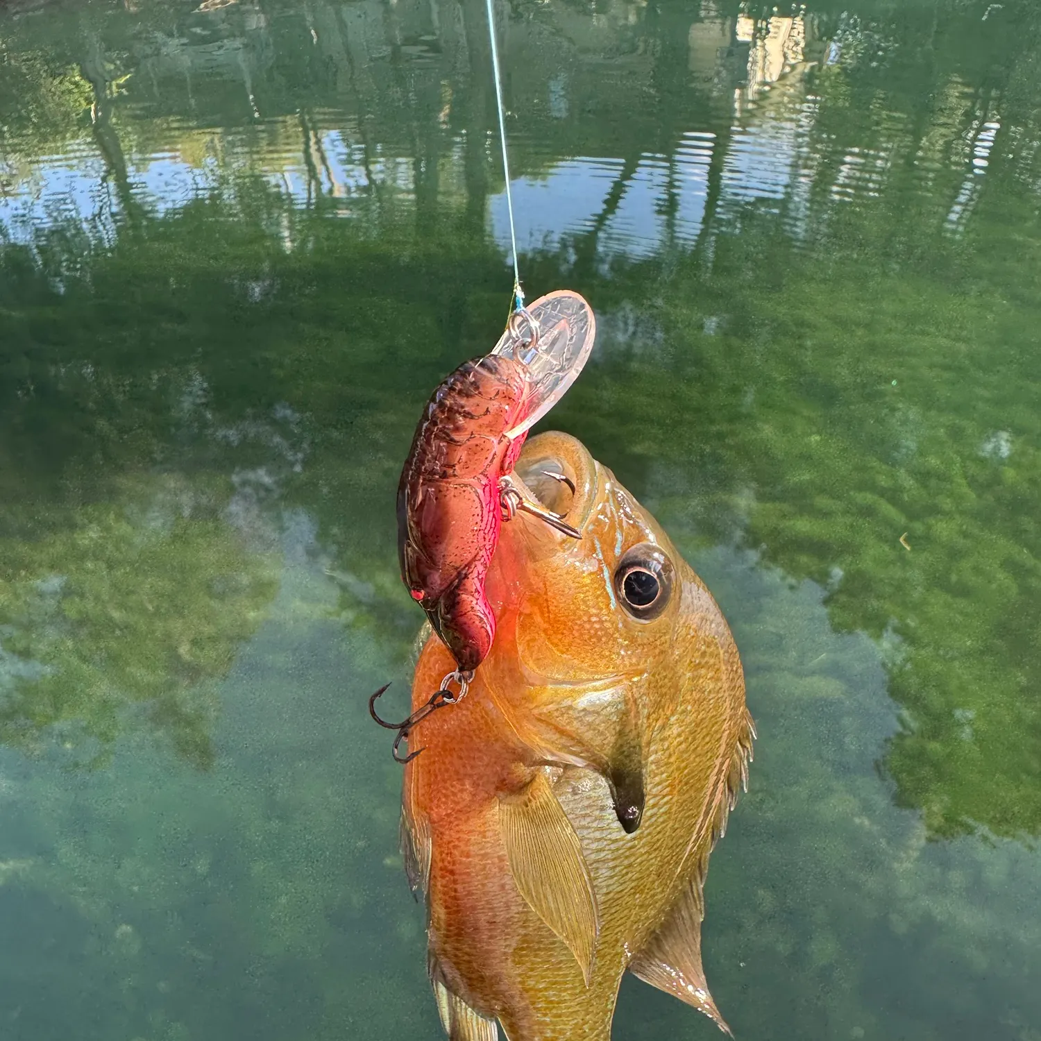 Redbreast sunfish caught on Fishbrain