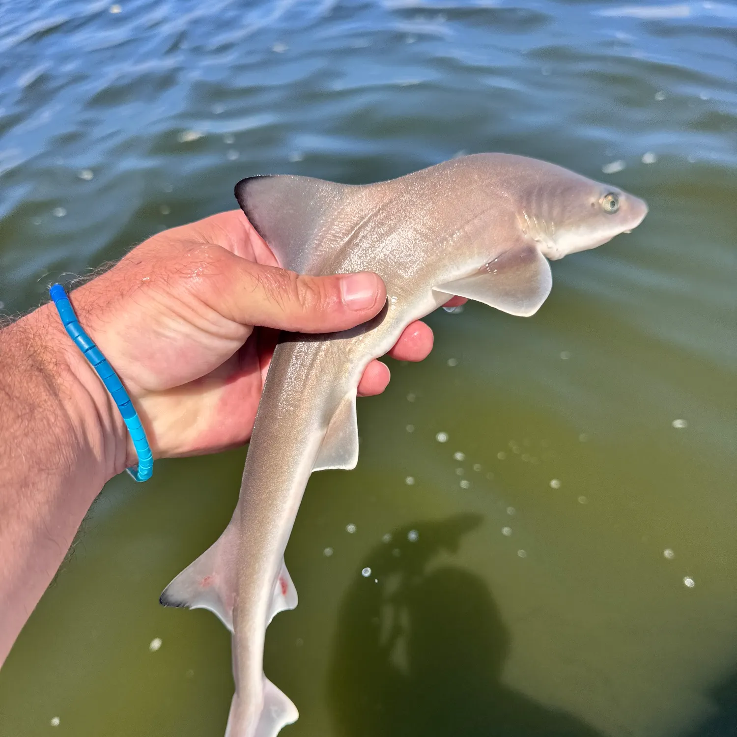 Dusky smooth-hound caught on Fishbrain