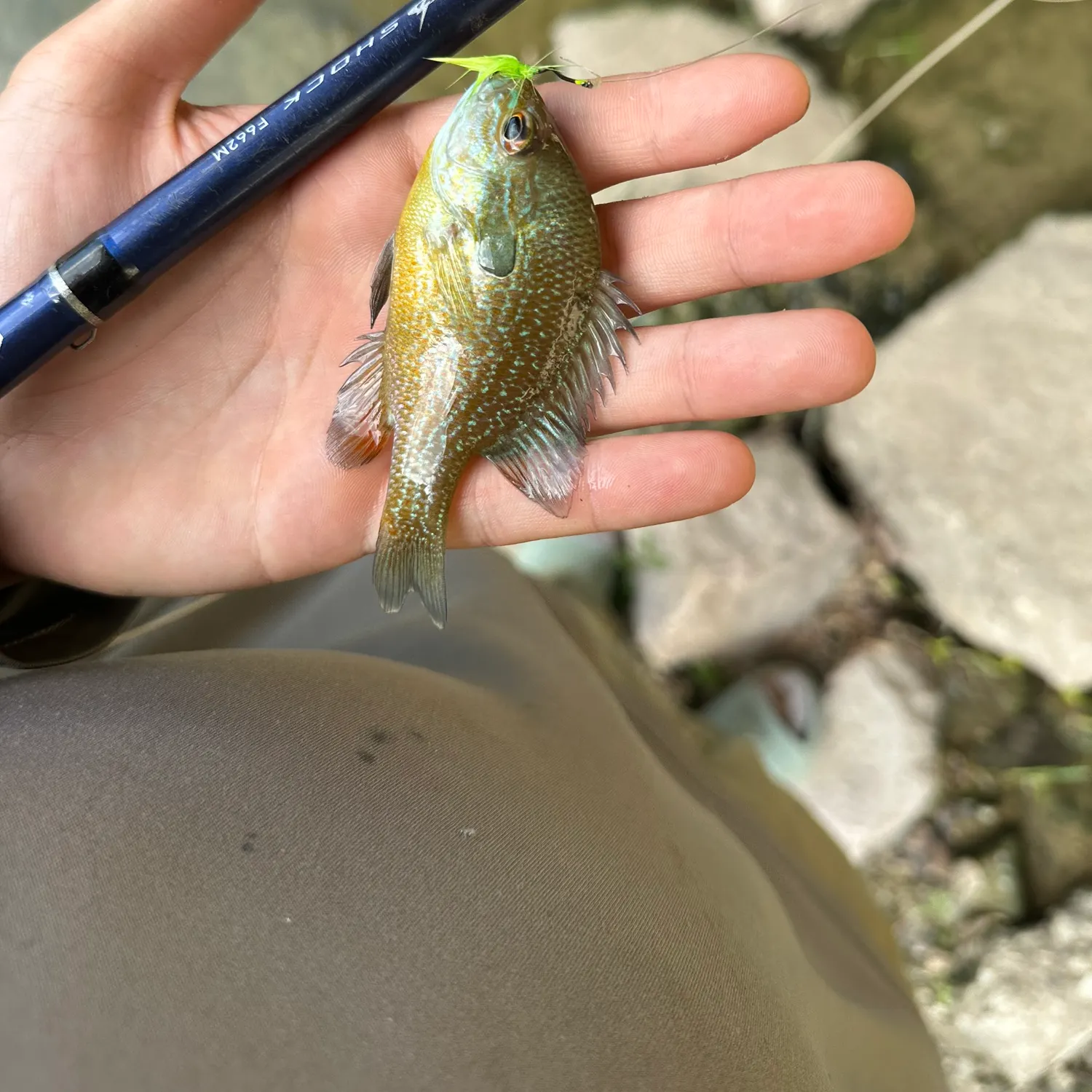 Rio Grande cichlid caught on Fishbrain