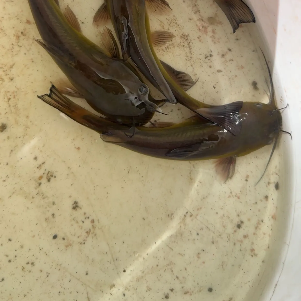 Black bullhead caught on Fishbrain