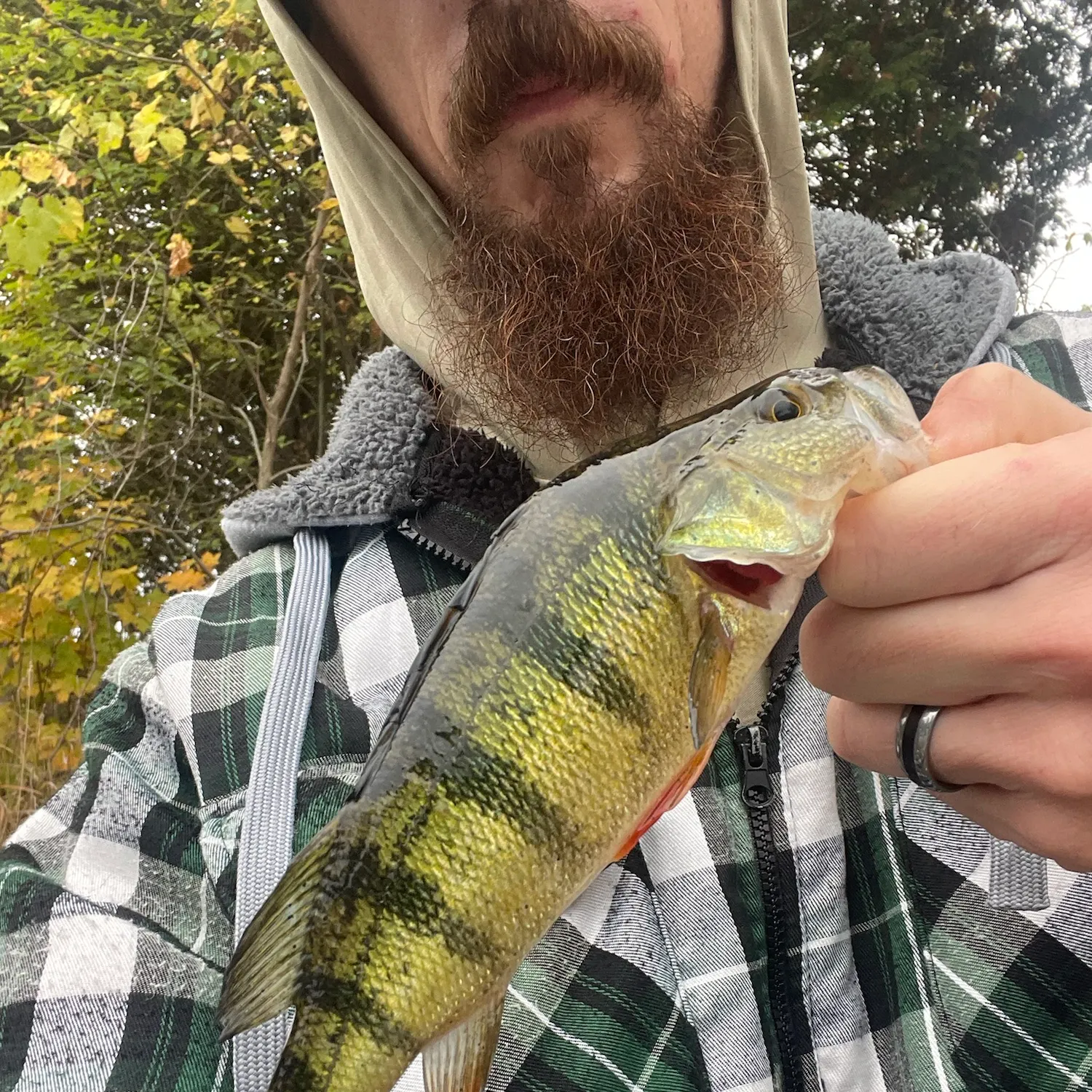 Yellow perch caught on Fishbrain