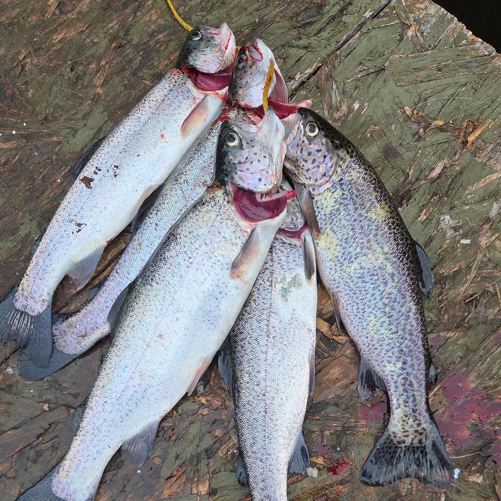 recently logged catches