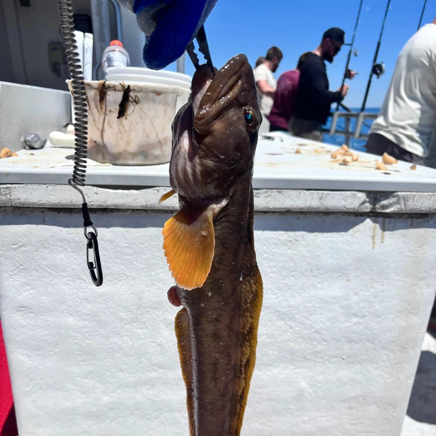 The most recent Ocean pout catches on Fishbrain