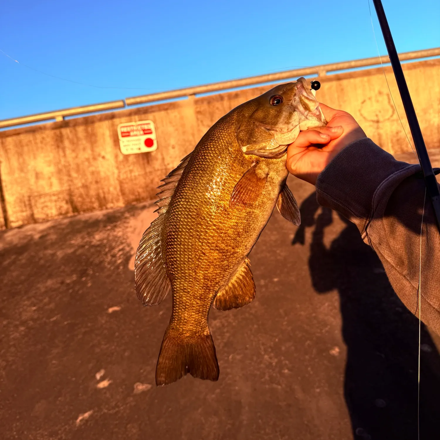 Smallmouth bass caught on Fishbrain