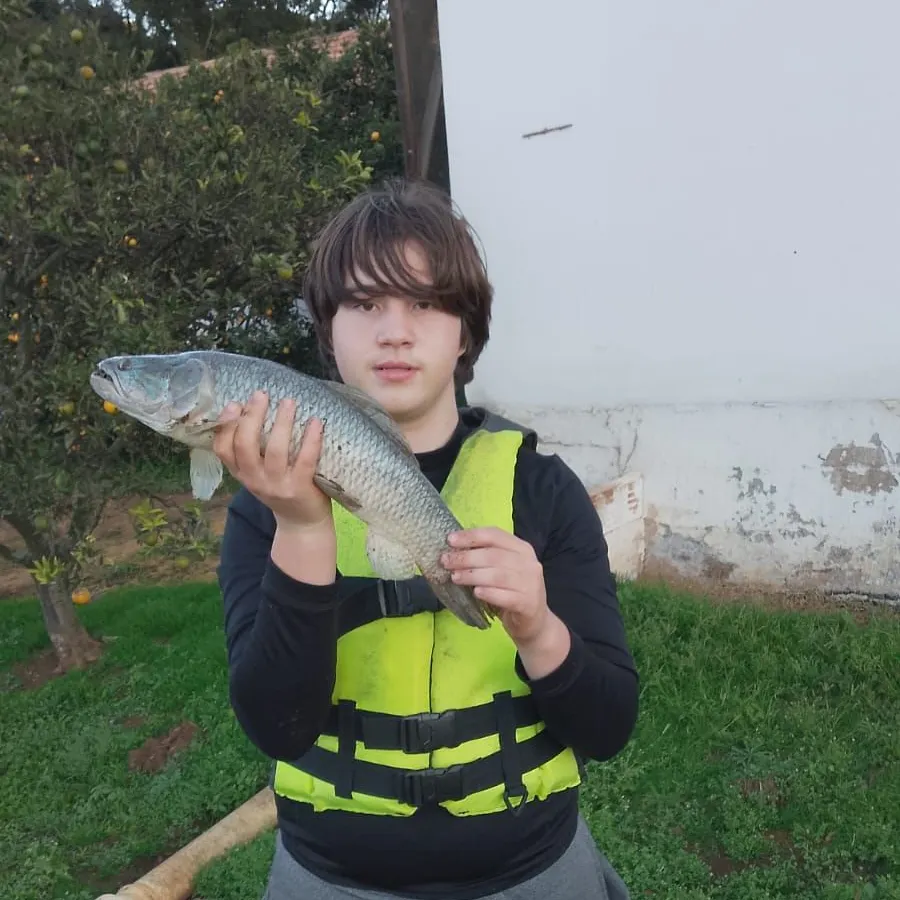 The most recent Giant trahira catches on Fishbrain