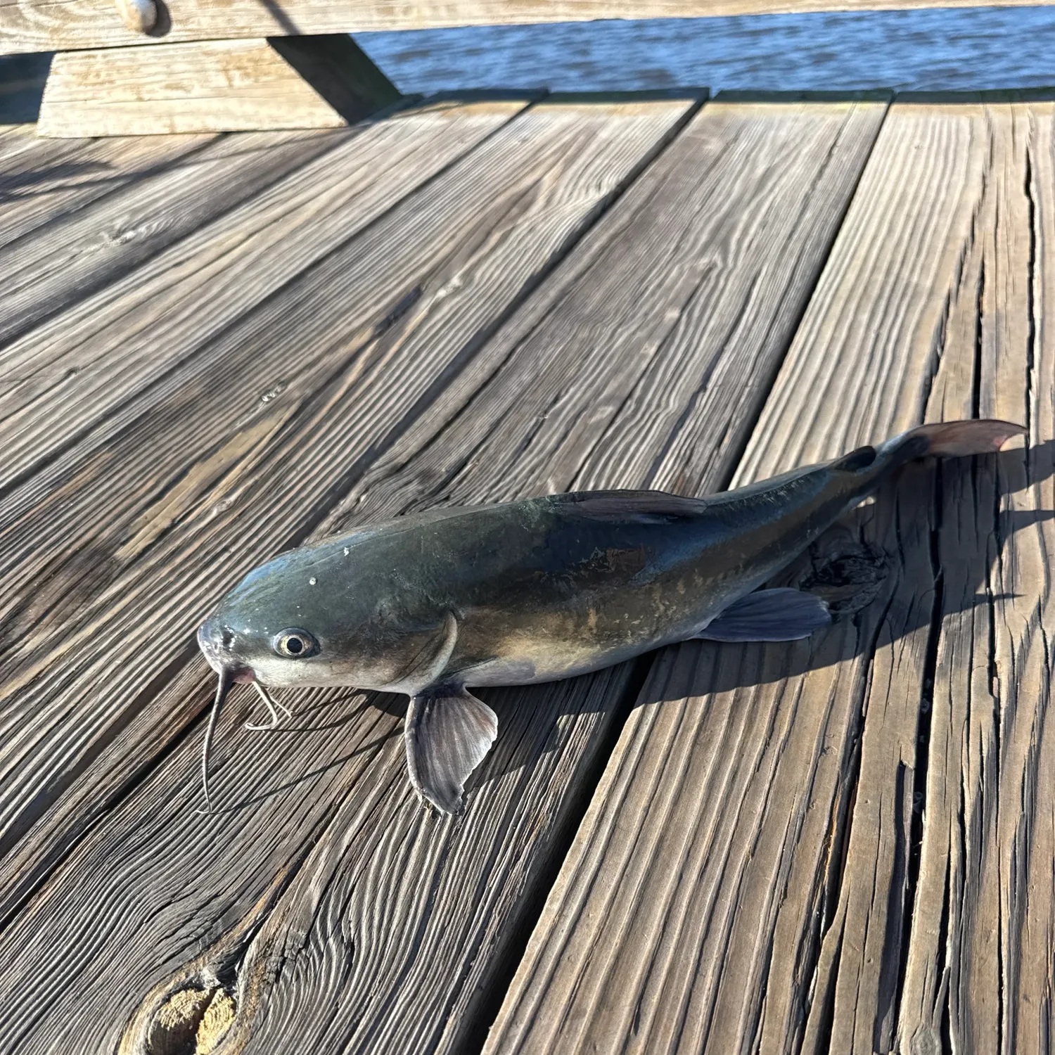 The most recent Hardhead sea catfish catches on Fishbrain