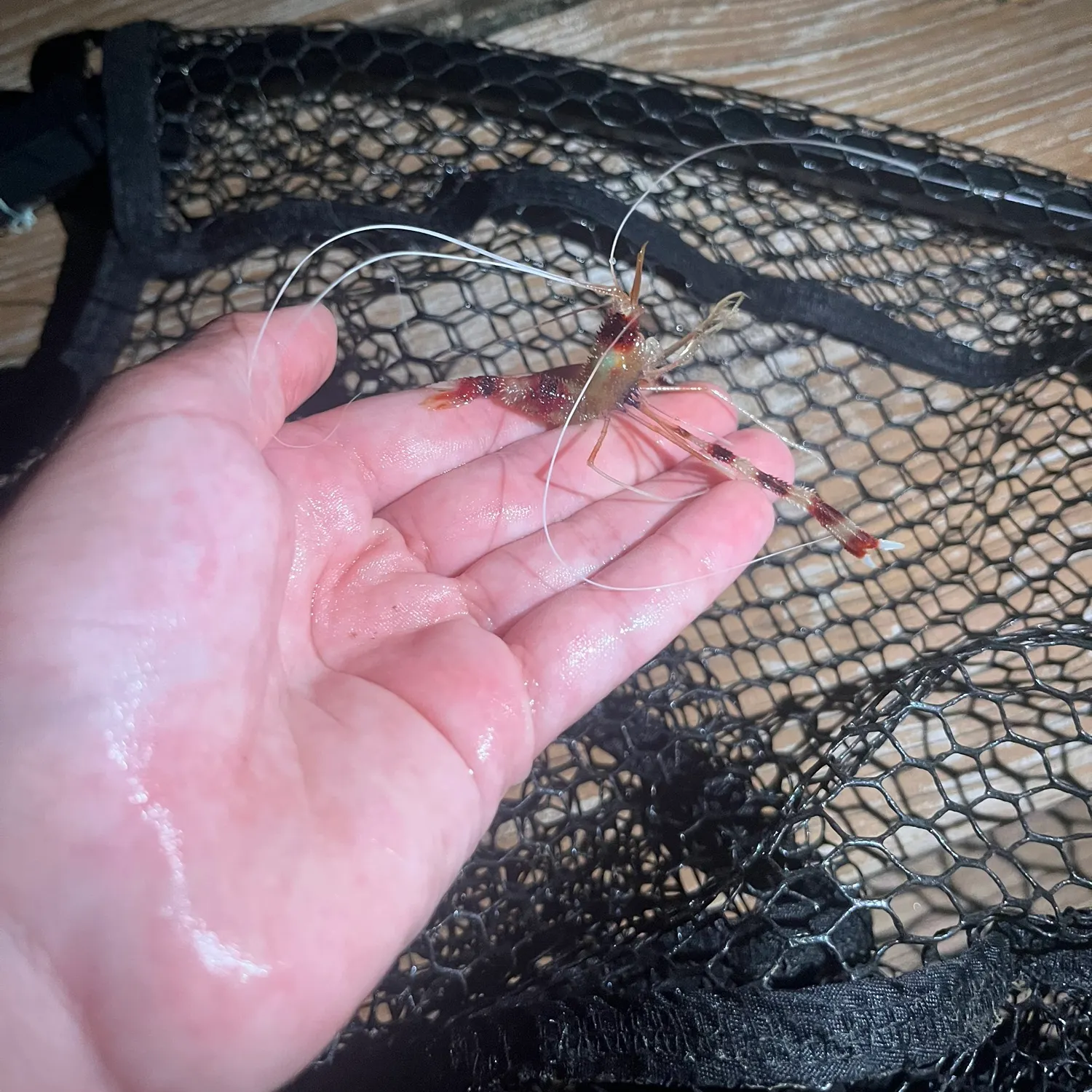 The most recent Dusky damselfish catches on Fishbrain