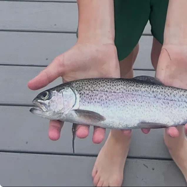 Rainbow trout caught on Fishbrain