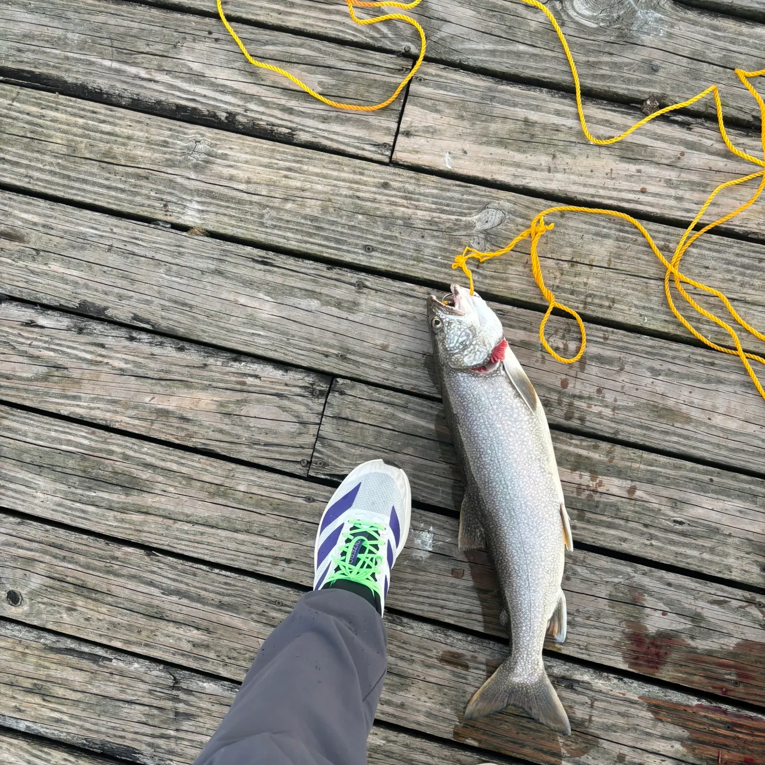 Lake char caught on Fishbrain