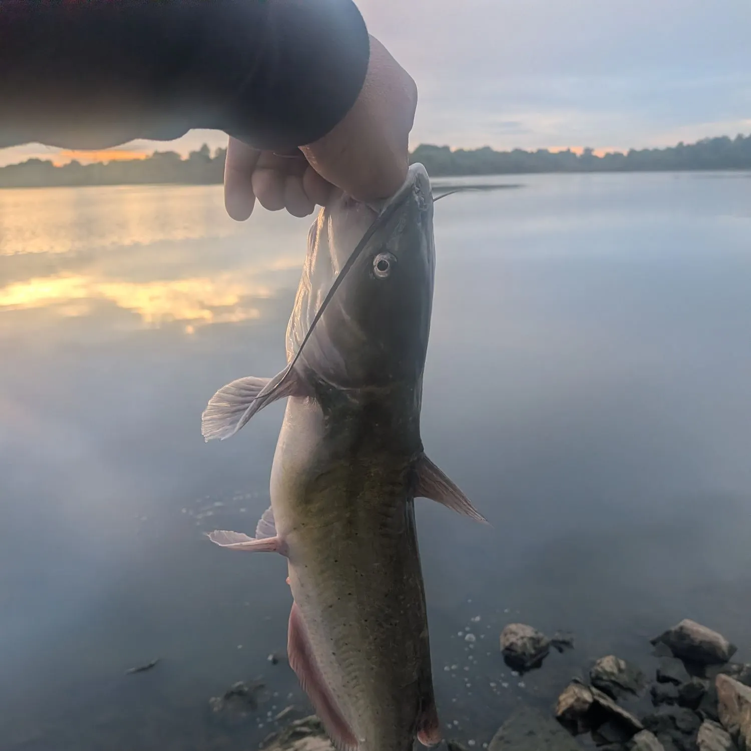 Channel catfish caught on Fishbrain
