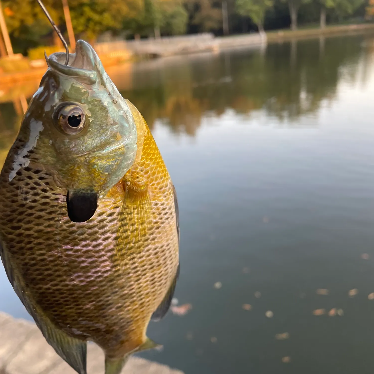 Bluegill caught on Fishbrain