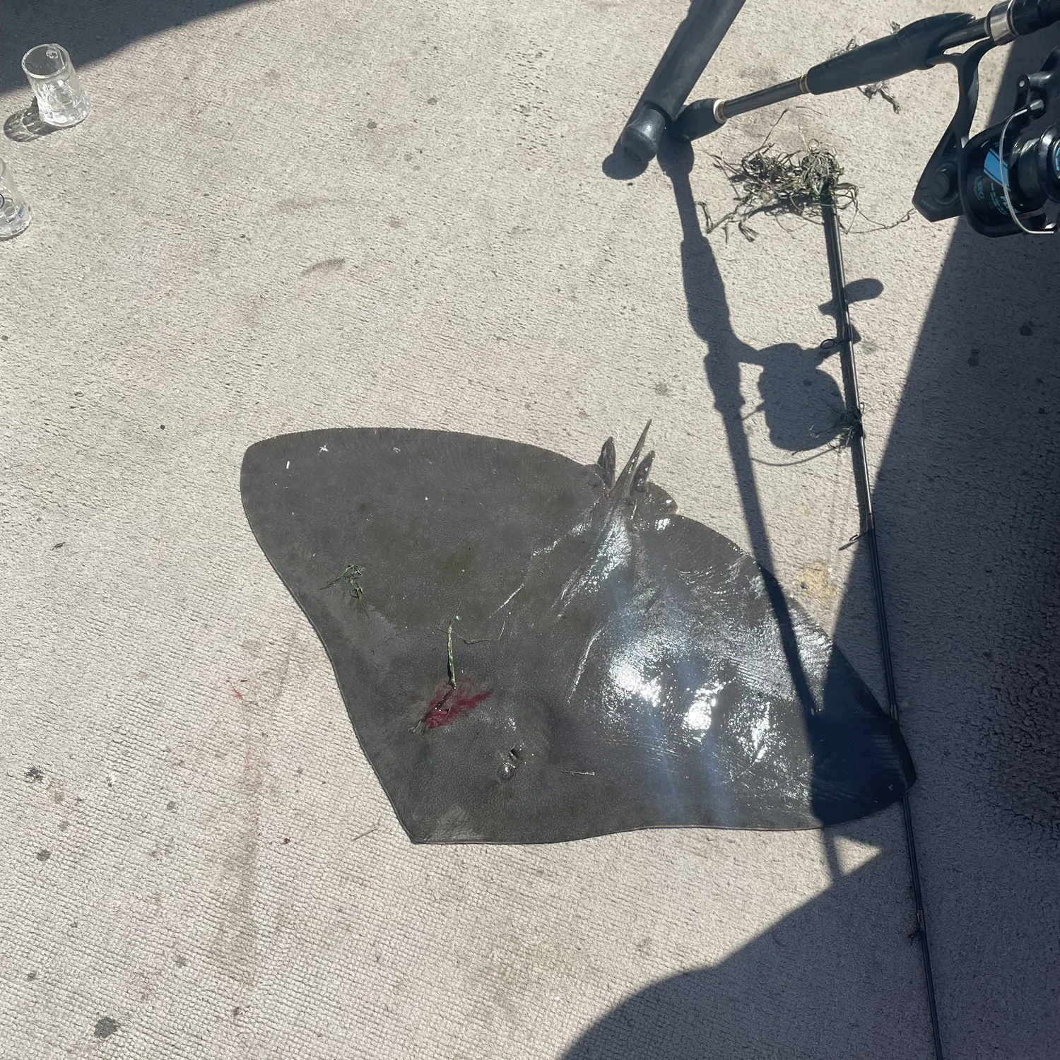 The most recent California butterfly ray catches on Fishbrain