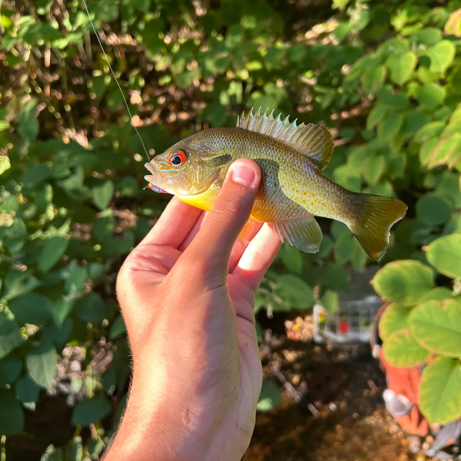 catch