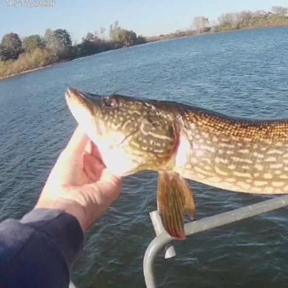 Northern pike caught on Fishbrain