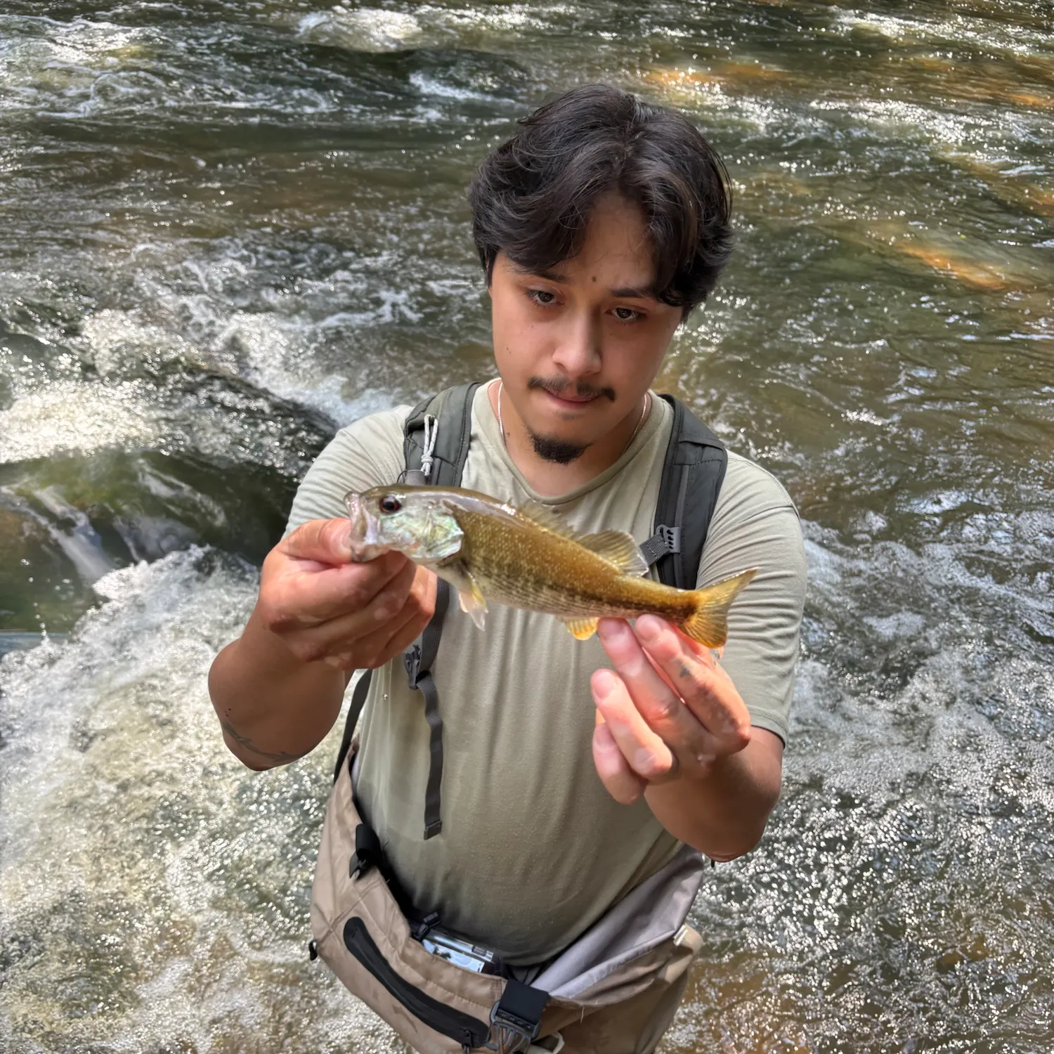 The most recent Altamaha bass catches on Fishbrain