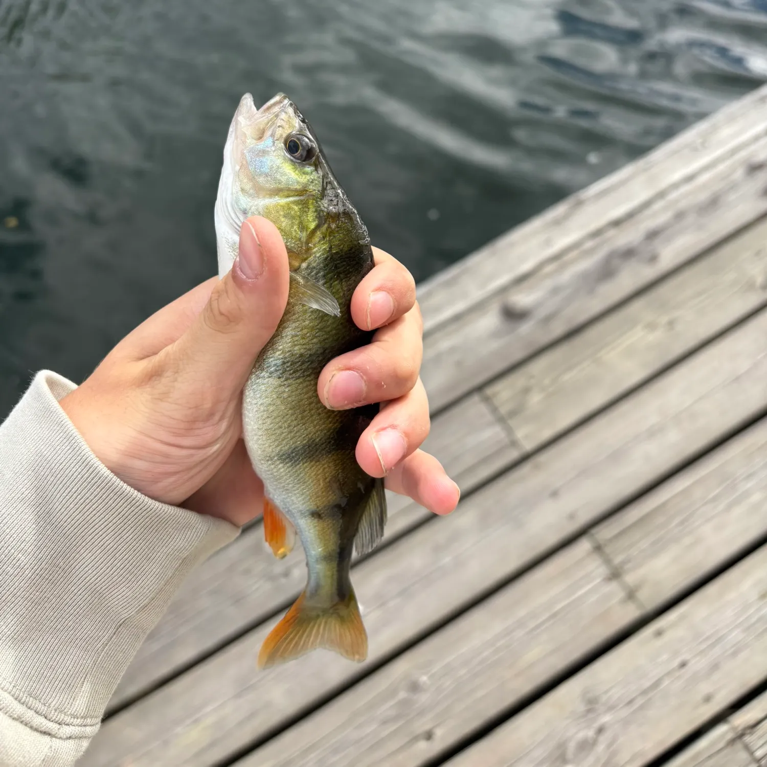 European perch caught on Fishbrain
