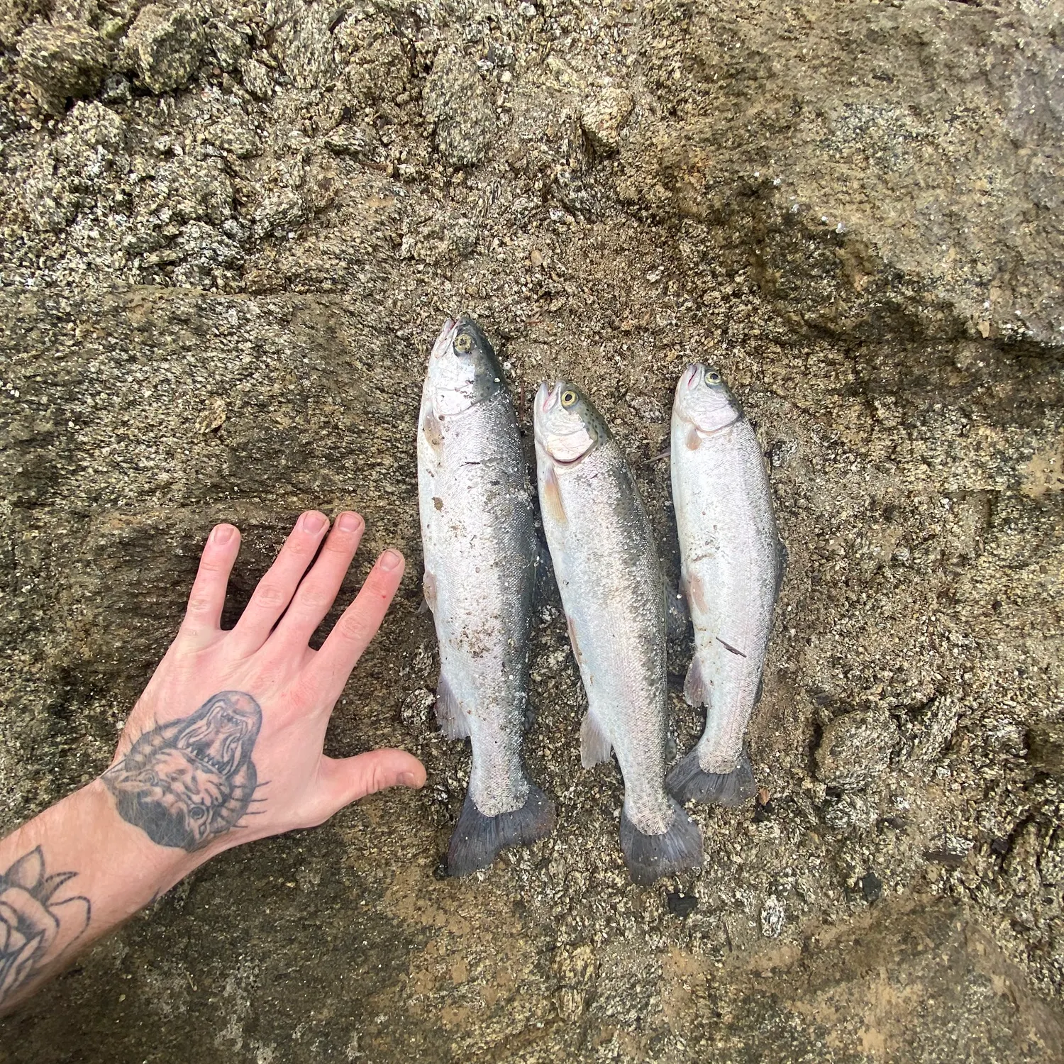 recently logged catches