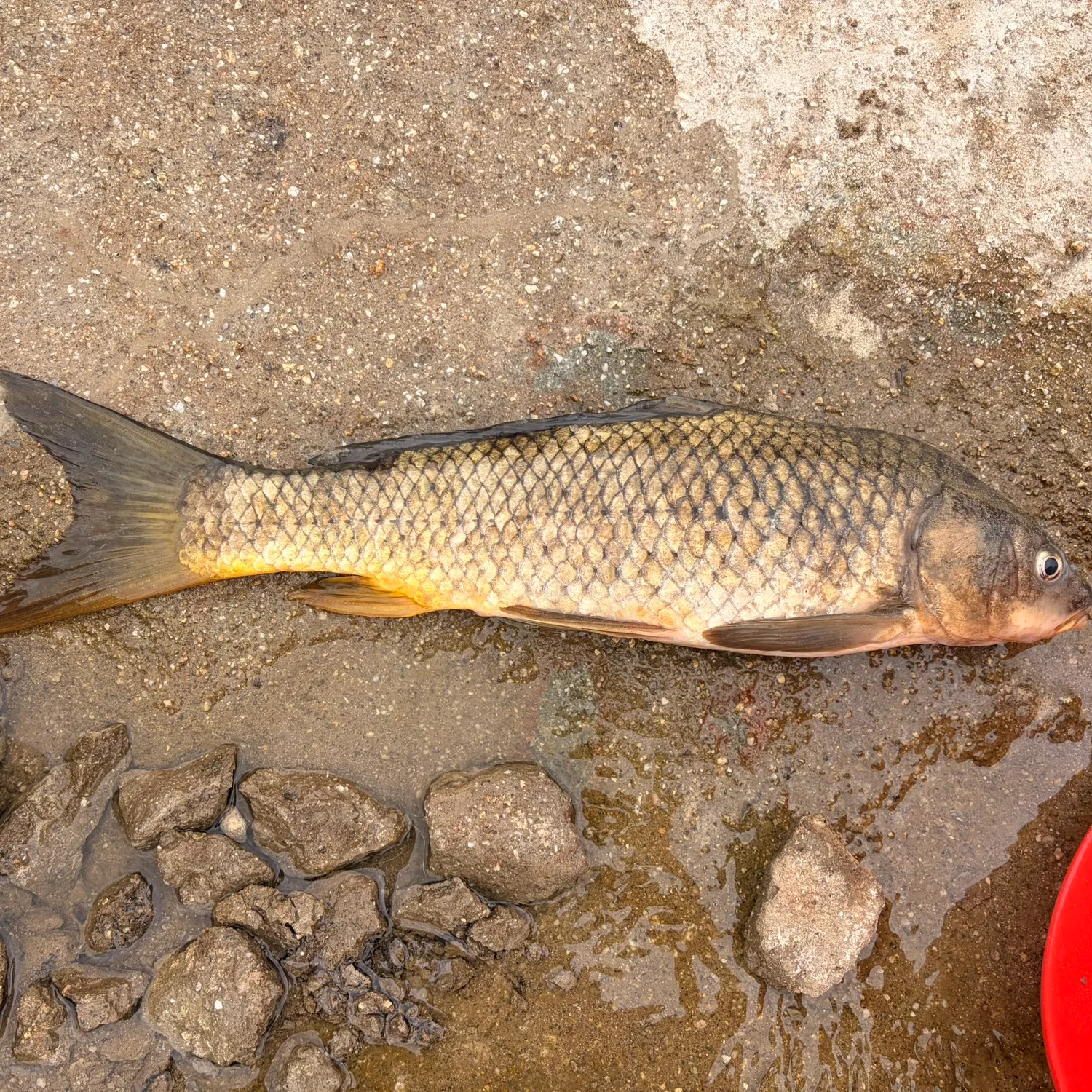 Common carp caught on Fishbrain