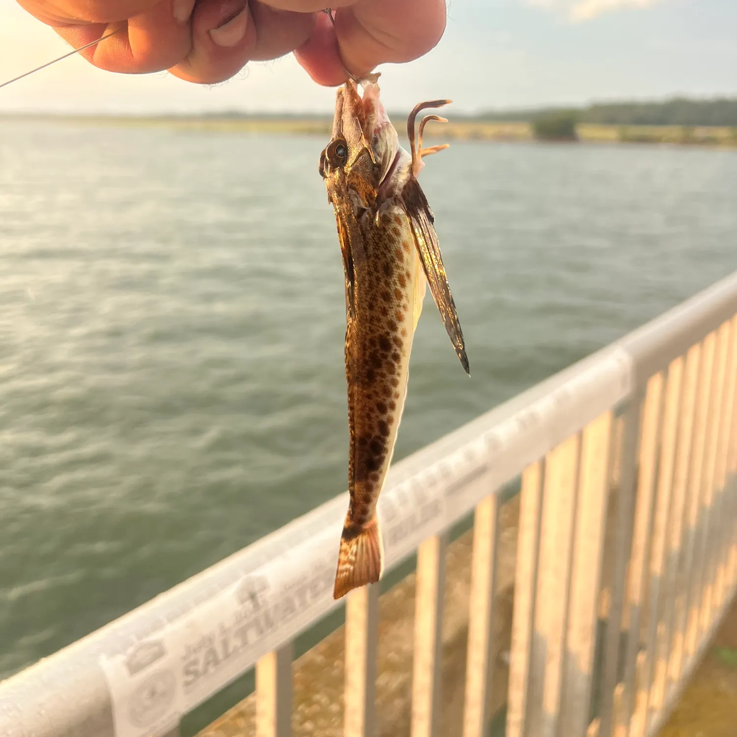 The most recent Leopard searobin catches on Fishbrain