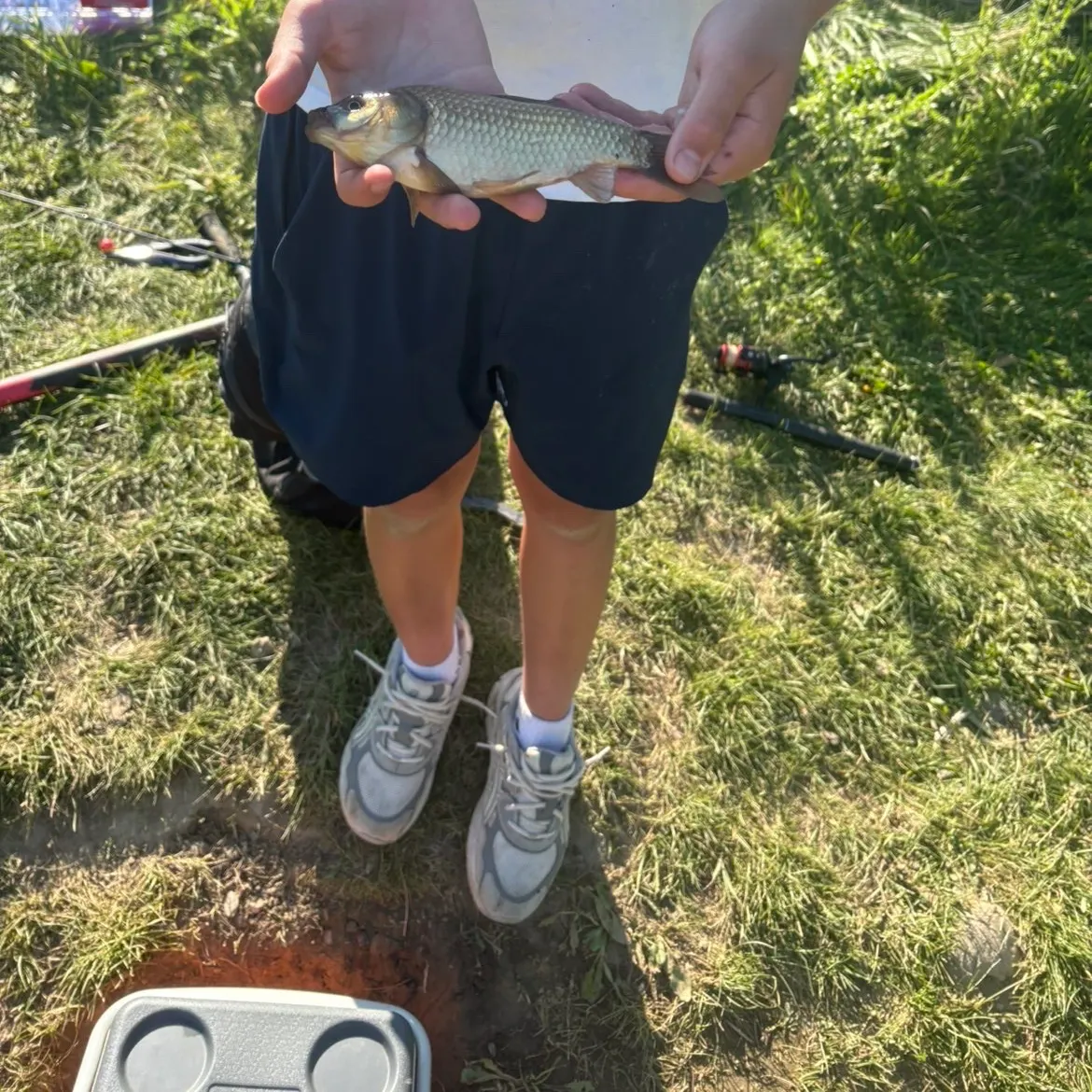 The most recent Prussian carp catches on Fishbrain