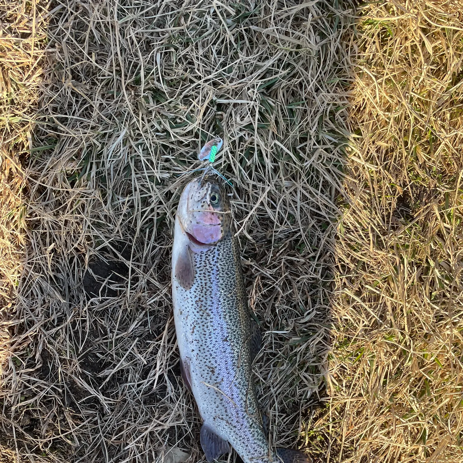 The most recent Rainbow trout catches on Fishbrain