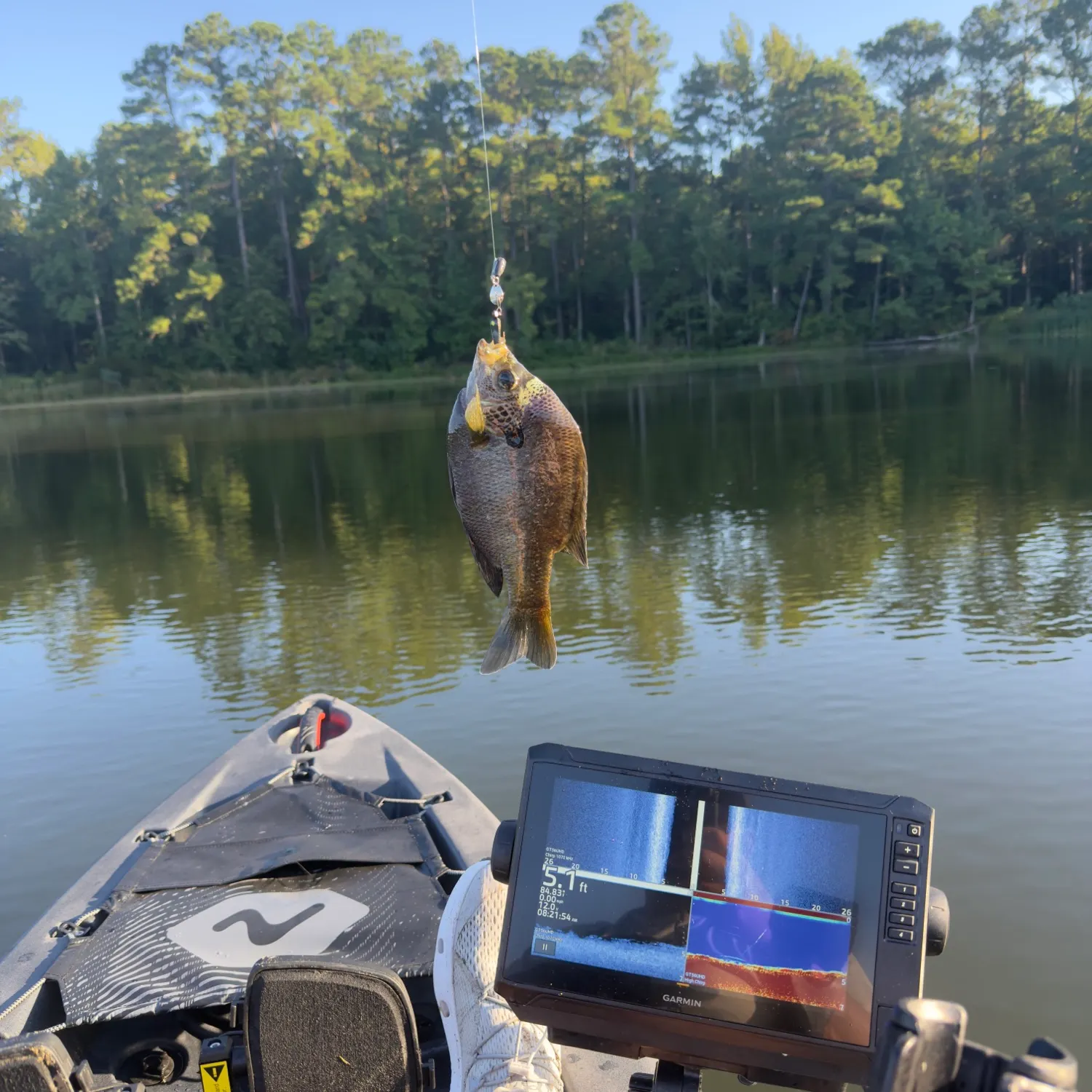 Bluegill caught on Fishbrain