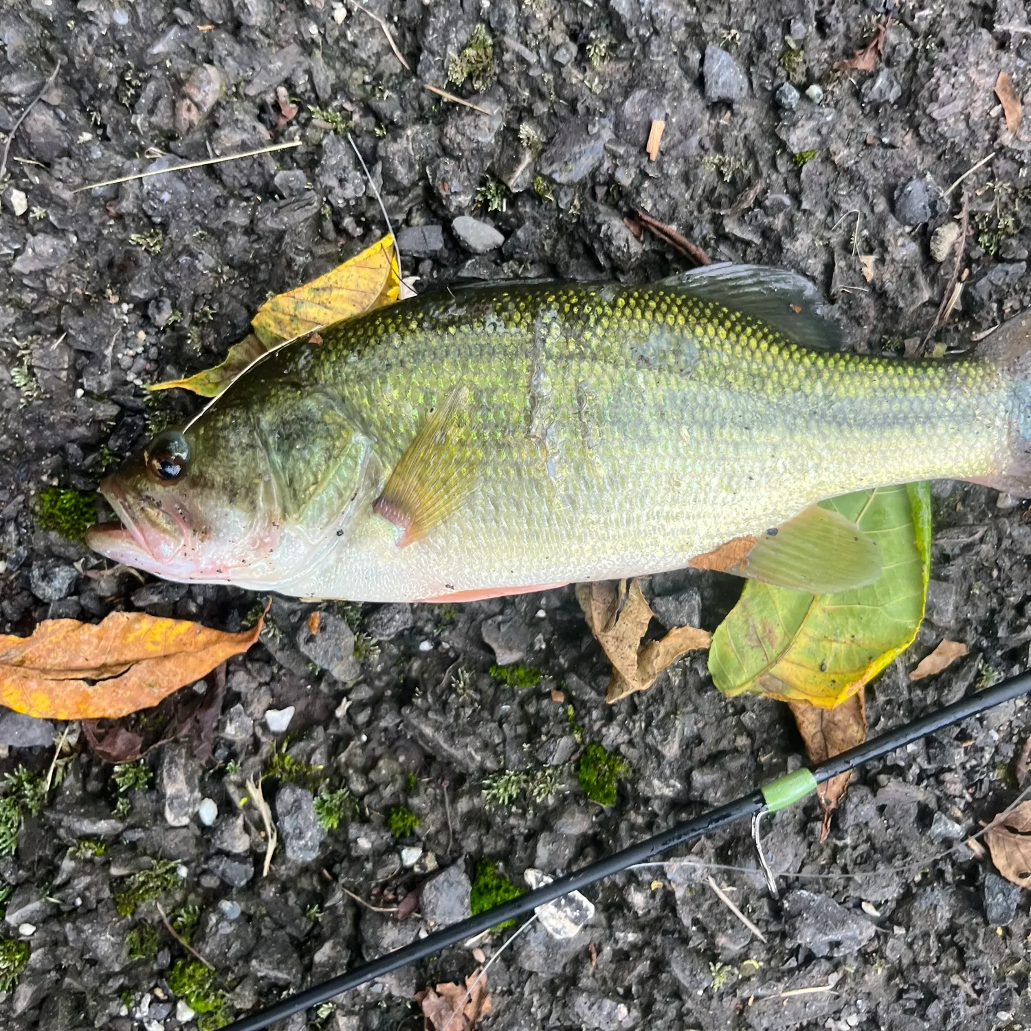 Largemouth bass caught on Fishbrain