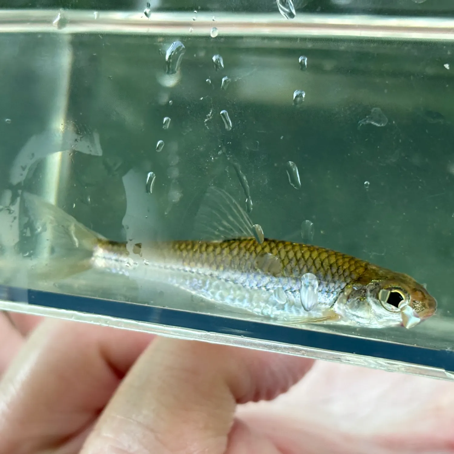 The most recent Sand shiner catches on Fishbrain