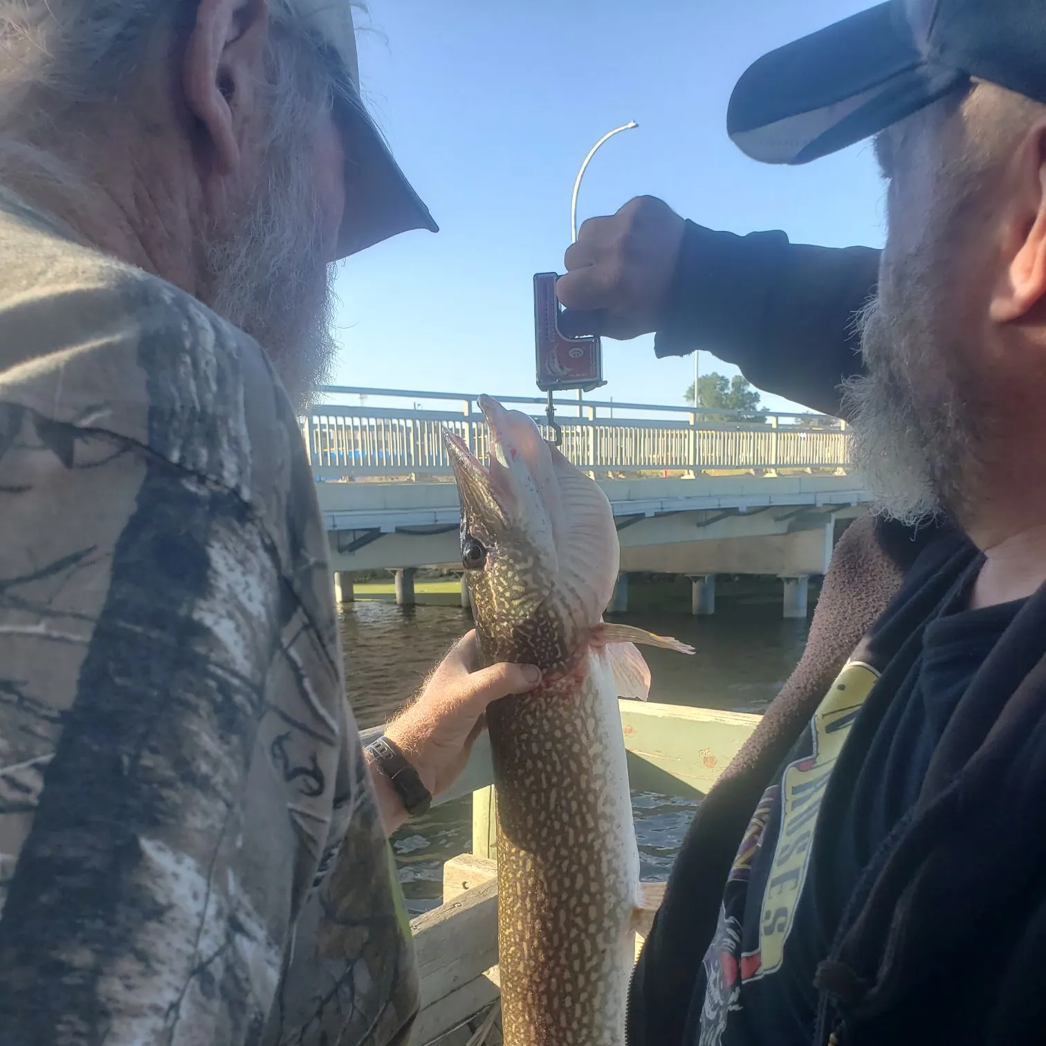 Northern pike caught on Fishbrain